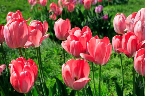 Preview: Beautiful bright pink tulips