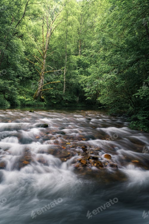 Preview: An old dead tree in a forest clearing next to a tumultuous river