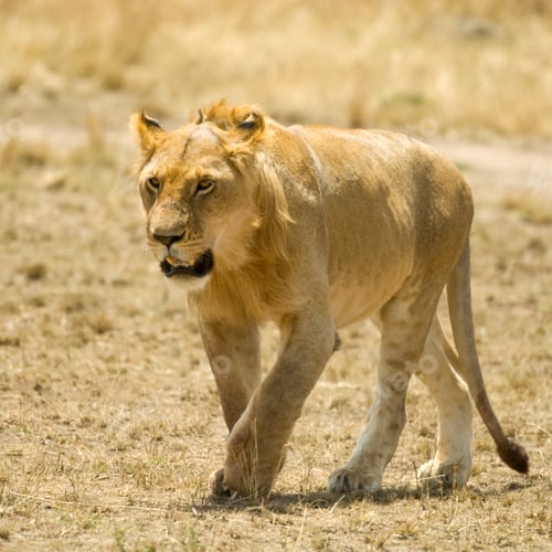 Preview: Lion Masai mara Kenya