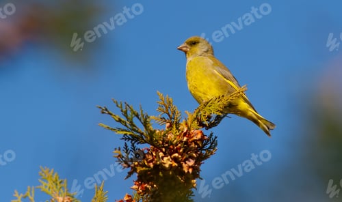 Preview: Greenfinch, Chloris chloris. A bird sits on the branches of a thuja