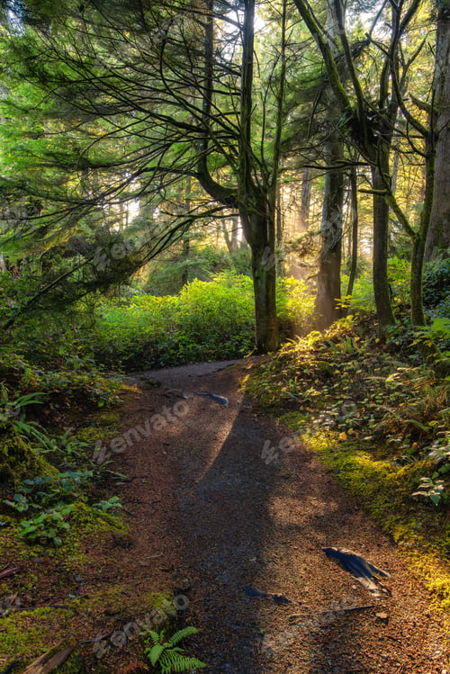 Preview: Vibrant Green Trees in the Rainforest on the Pacific West Coast. Sunny Fall Season. Vancouver Island