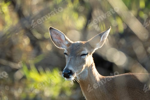 Preview: Key Deer in natural habitat in Florida state park