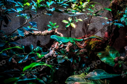 Preview: Green Lizard Sitting On A Branch
