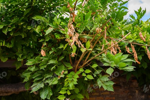 Preview: branches of orange tree in garden of Roman Forum, Rome, Italy