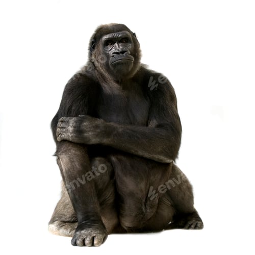 Preview: Young Silverback Gorilla