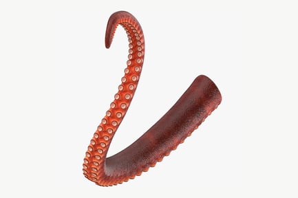 Visualização: Tentáculo de polvo curvo