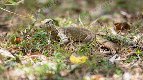 Preview: A baby monitor lizard rests on the forest floor at Yala National Park, Sri Lanka.