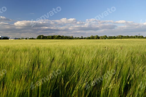 Preview: Green wheat spikes in a field with trees on the background