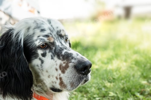 Preview: English setter dog close-up