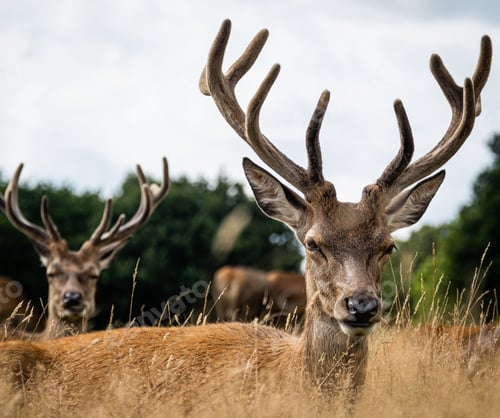 Preview: Male elk surrounded by others in a field