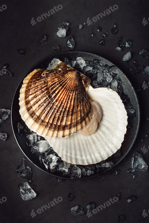 Preview: A scallop in ice on a black background.