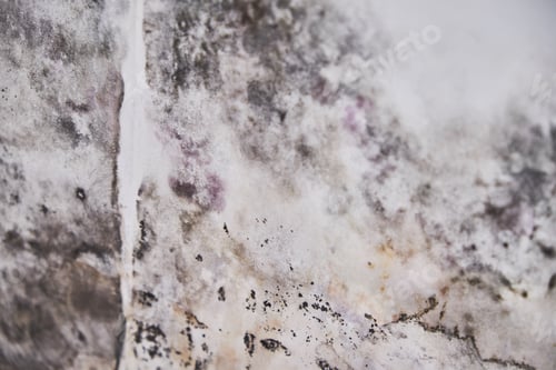 Preview: Black mold buildup in the corner of an old house. development of mildew under the Wallpaper