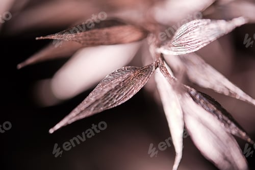 Preview: Blooming flower growing in nature