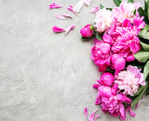 Preview: Spring peonies