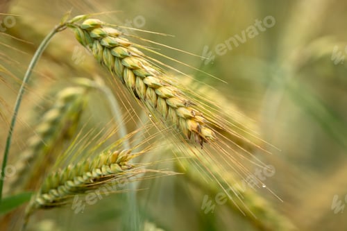 Preview: Close-up of ears of grain