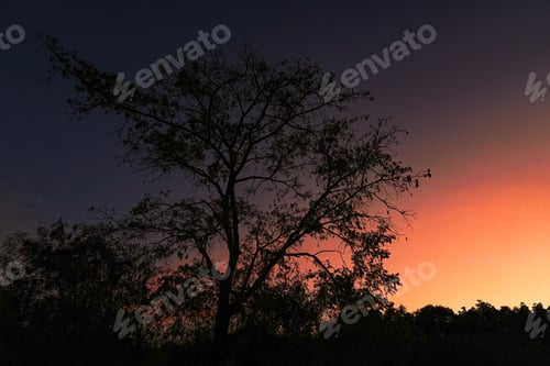 Preview: Tree silhouette on sky as twilight times. Branch on sky background.