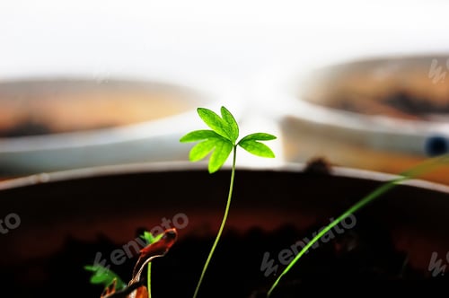 Preview: Close-up shot of a cute small plant glistening under the rays of the sun