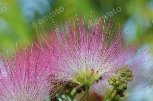 Preview: Mimosa Flowers - Close Up Photograph Of Fresh And Delicate Mimose Tree Flowers, Surrounded By Green
