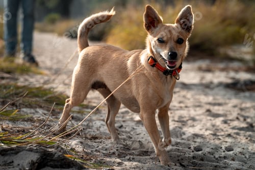 Preview: Small dog with a red collar standing on a sandy path in a natural outdoor setting