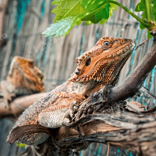 Preview: Side view of an orange bearded dragon with rough skin resting on a tree branch in nature