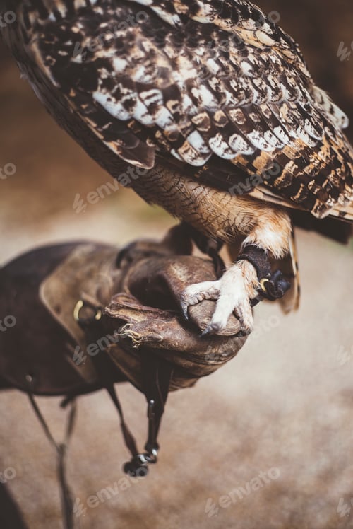 Preview: Crop owl on leather glove