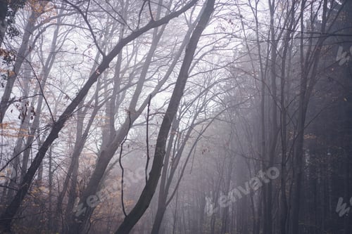 Preview: Foggy misty forest