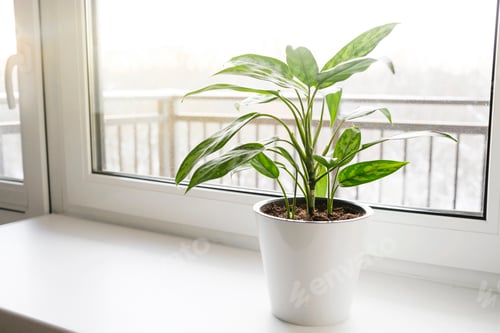 Preview: Aglaonema plant in a white pot stands on the windowsill..