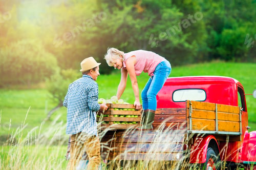 Preview: Senior couple harvesting apples, loading them into vintage car