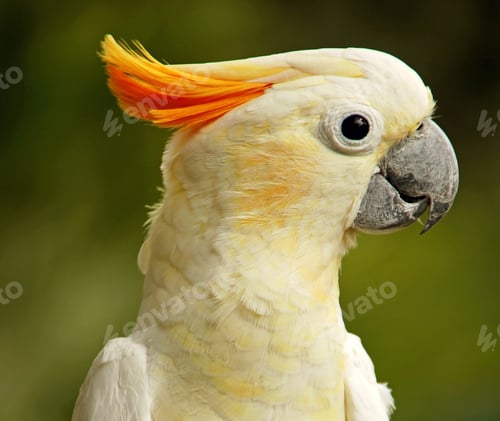 Preview: Closeup shot of a cute Sulphur-crested cockatoo on blurred background