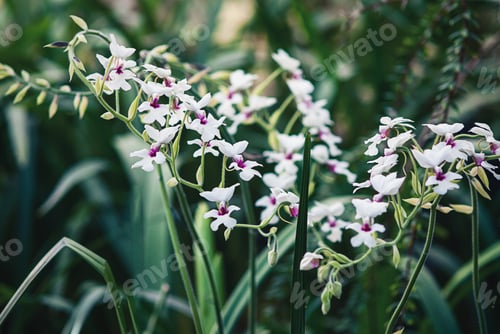 Preview: Calanthe vestita orchid flowering in botanical garden