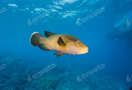 Preview: Cheilinus undulatus, maori wrasse humphead fish in australia