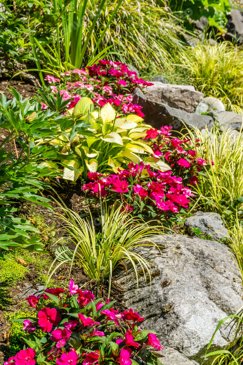 Preview: Re Flowers Near Rocka In A Garden In Seatac, Washington.