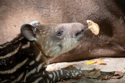 Preview: beautiful striped wild tapir baby in wildlife