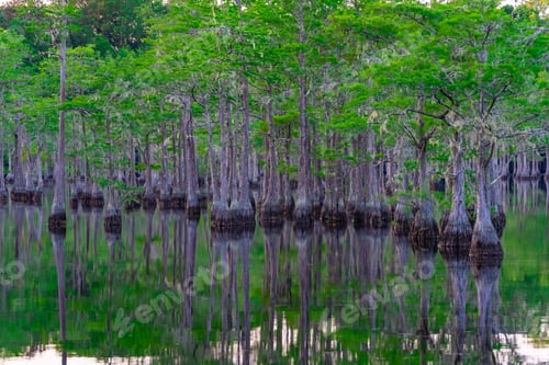 Preview: Serene view of a treescape at George L Smith Park in Georgia