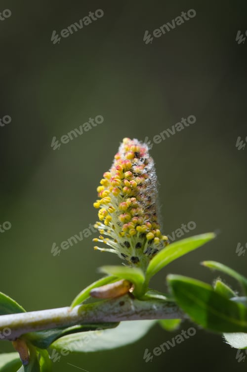 Preview: Pussy Willow Macro