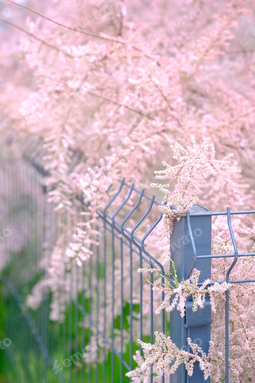 Preview: Pink flowers of Tamarix parviflora. Bright gentle delicate natural spring background. Empty place.
