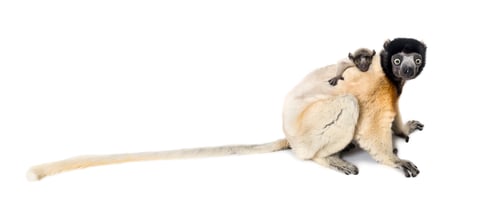 Preview: Mother Crowned Sifaka and her two months old baby sitting against white background