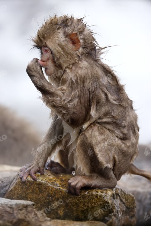 Preview: Close-up of a wet snow monkey perched on a rocky outcrop in Jigokudani Monkey Park, Japan