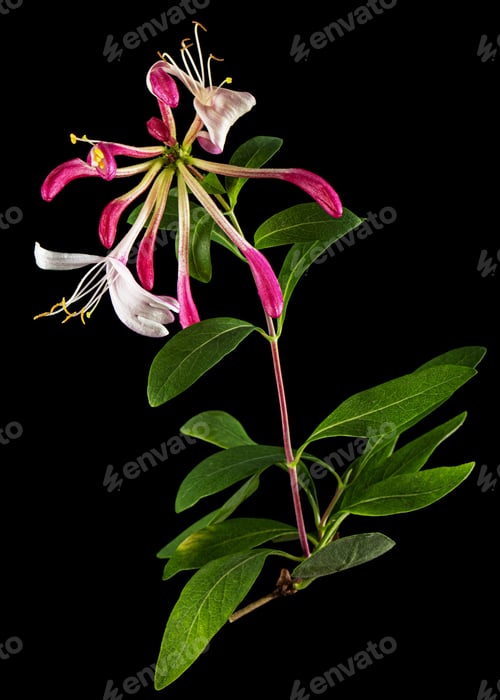 Preview: Flowers of honeysuckle, lat. Lonicera periclymenum Serotina, isolated on black background