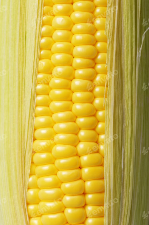 Preview: Ripe fresh organic sweet corncob with leaf closeup background