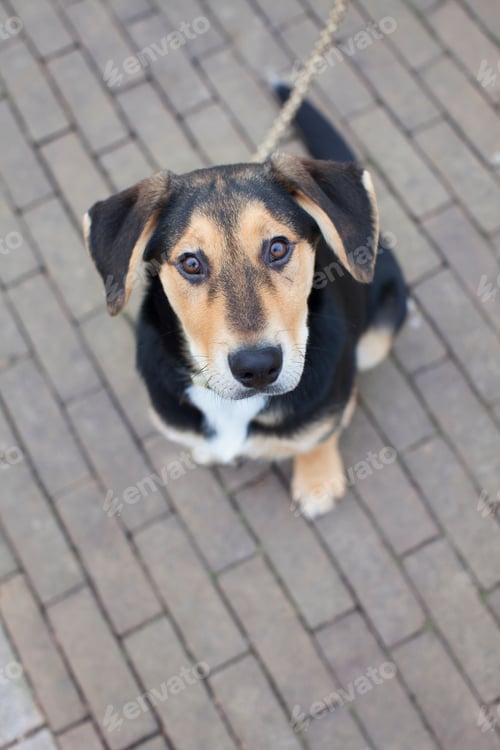 Preview: Overhead portrait of dog on sidewalk