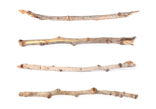 Preview: Collage with dry tree twigs on white background