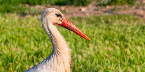 Preview: White Stork