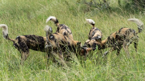 Preview: Wild Dog, Lycaon pictus, pack feeding on a kill in the wild.