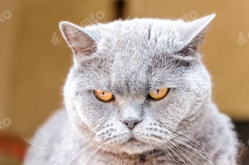 Preview: Portrait of british cat