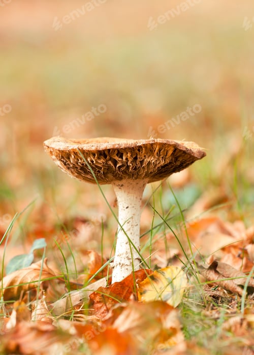 Preview: Autumn mushroom in the forest, vertical with copy space