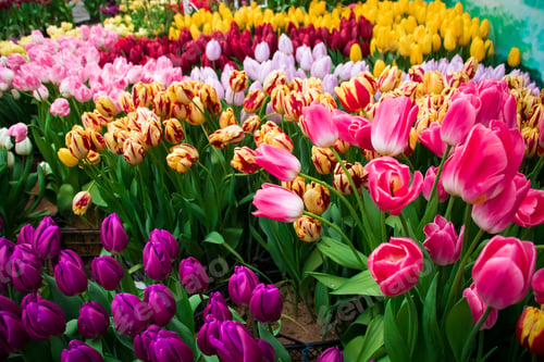 Preview: Colorful fresh tulips in park. Spring Tulip Festival. Bright flowers.