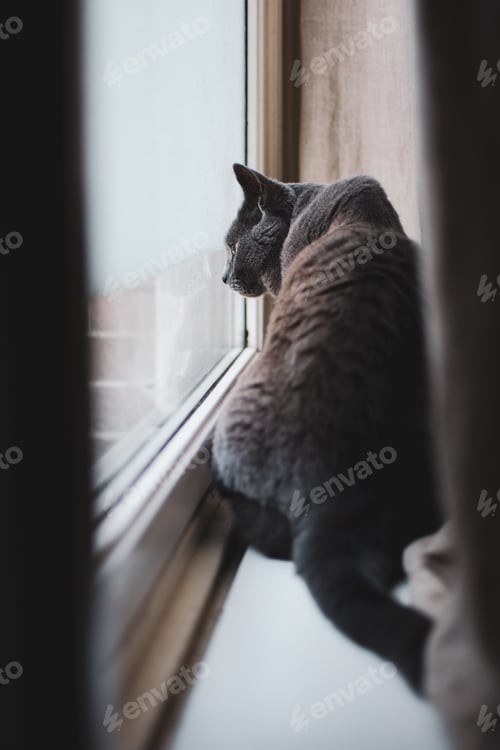 Preview: NOMINATED • House cat looking outside through the window