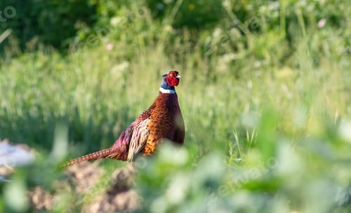 Preview: Phasianus colchicus. Ring-necked Pheasant. A male bird walks through an overgrown meadow
