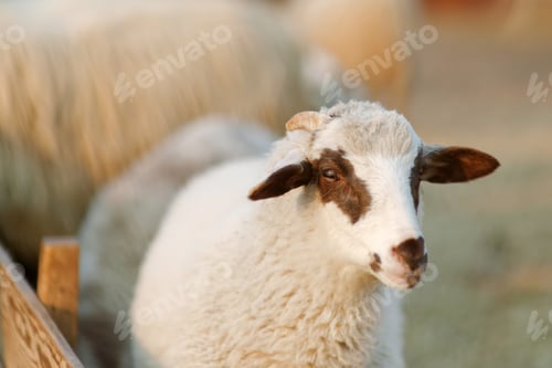 Preview: Small lamb on background of sheeps in corral on the farm